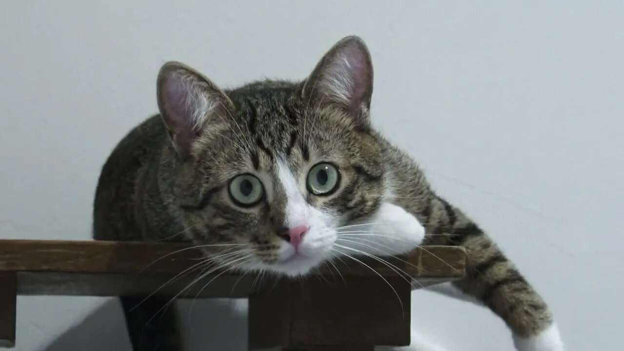 Fluffy Cat Lies on a Chair
