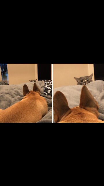 Cat Absolutely Bewildered By New Dog Addition