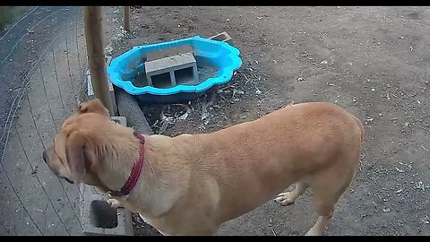 Farm surveillance. Watch dog on duty