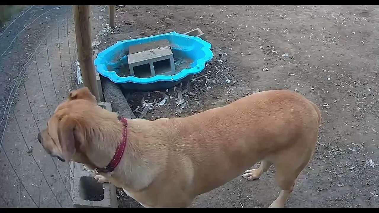 Farm surveillance. Watch dog on duty