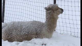 L'hiver insiste encore pour rester : neige prévue à plusieurs endroits