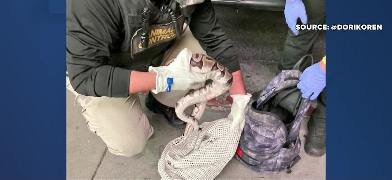 ONLY IN VEGAS: Slithery suspect caught on world-famous Strip