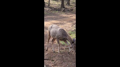 SAMBHAR DEER CLOSE SIGHTING