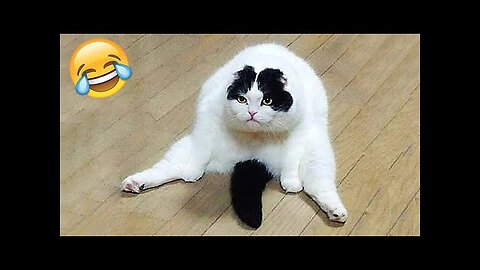 Funniest Cats and Dogs _ Funny Animal Videos