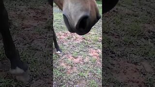 The secret lives of horses