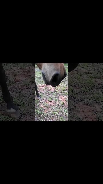 The secret lives of horses