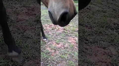 The secret lives of horses