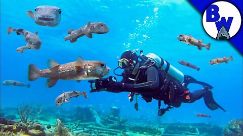 SWARMED by Porcupinefish!