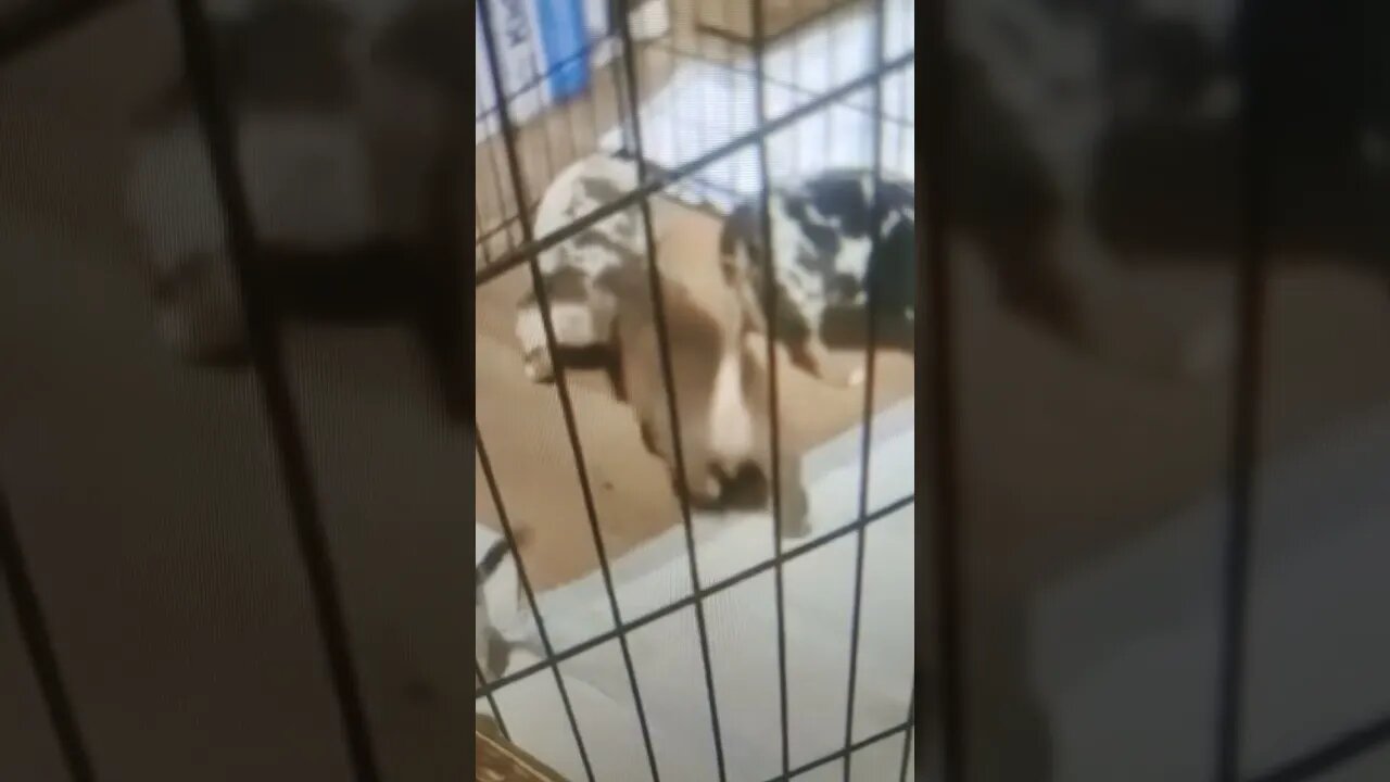 WAWG Kennels Lock In $SungrownT on Cash App "link in description"