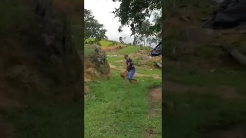 playing with a sheep #shorts