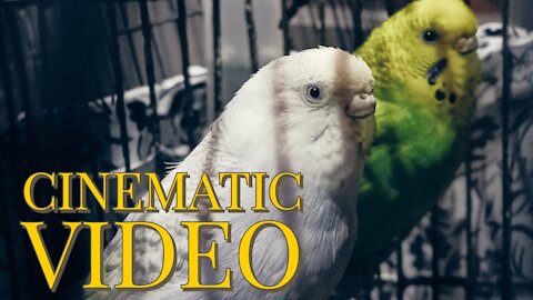 Birds cinematic video