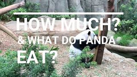 HOW MUCH? AND WHAT DO PANDA EAT?
