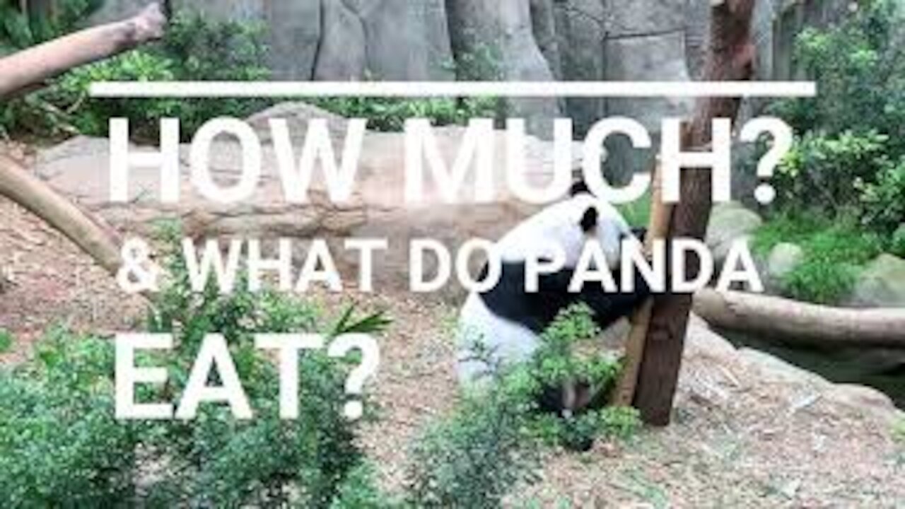 HOW MUCH? AND WHAT DO PANDA EAT?