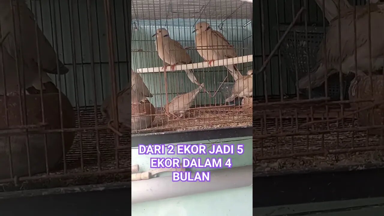 ASAL PAKANNYA BAGUS, PASTI SEHAT DAN CEPAT BESAR #shortvideo #ternakburungputer #puterpelung