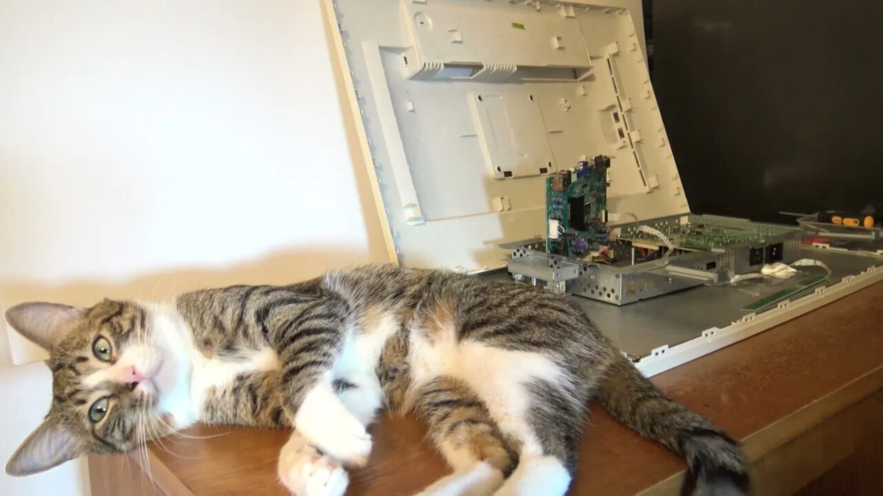 Cat Toe Bean Alarm