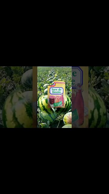 e timpul sa mancam harbuz #jmek #caras #saredelamaie #pepene #splashipula #mancare #haleu