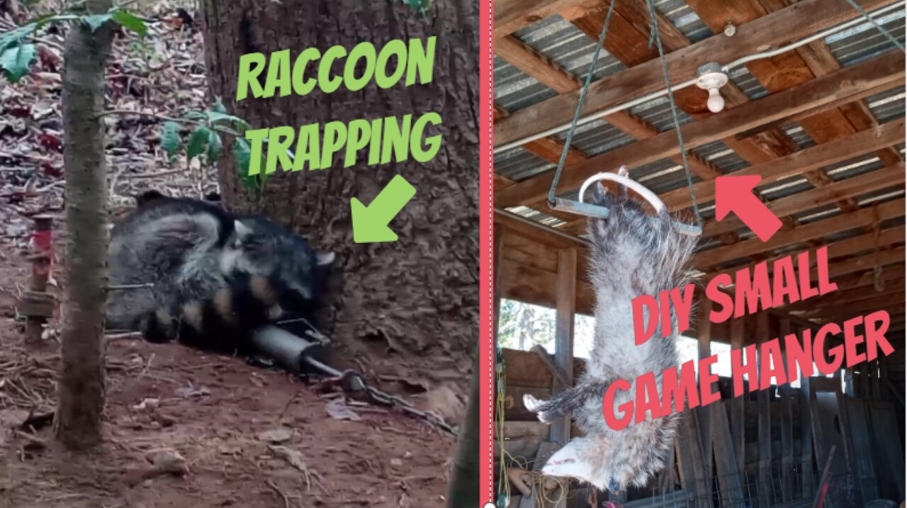 How to make a DIY small game hanger and Raccoon trapping!!