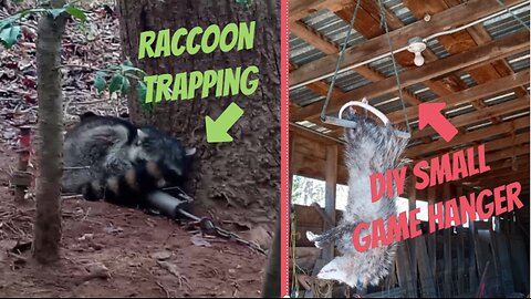 How to make a DIY small game hanger and Raccoon trapping!!