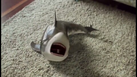 Play with baby shark