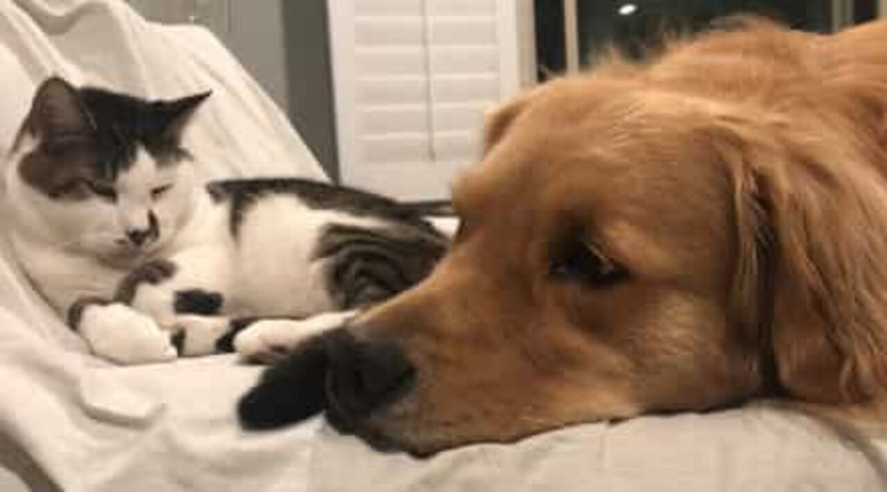 犬と猫のかわいらしい友情