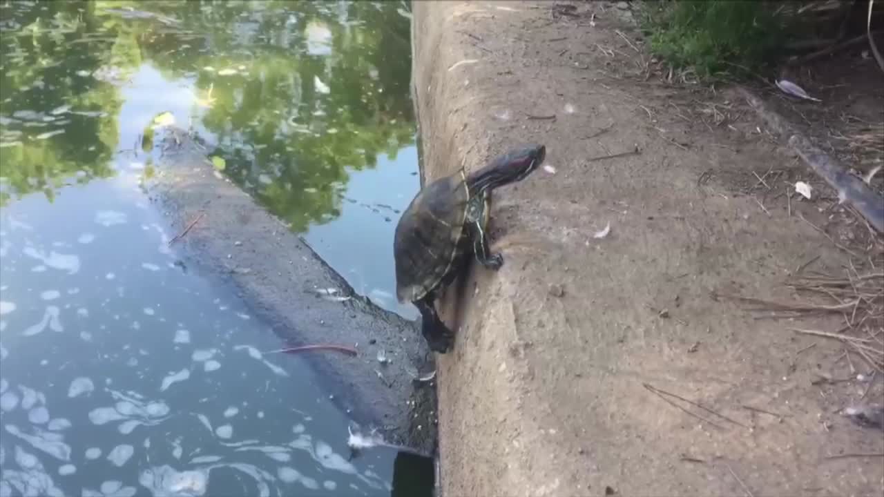 Turtle Tries To Climb Out Of Water (surprisingly suspenseful, LOL!)