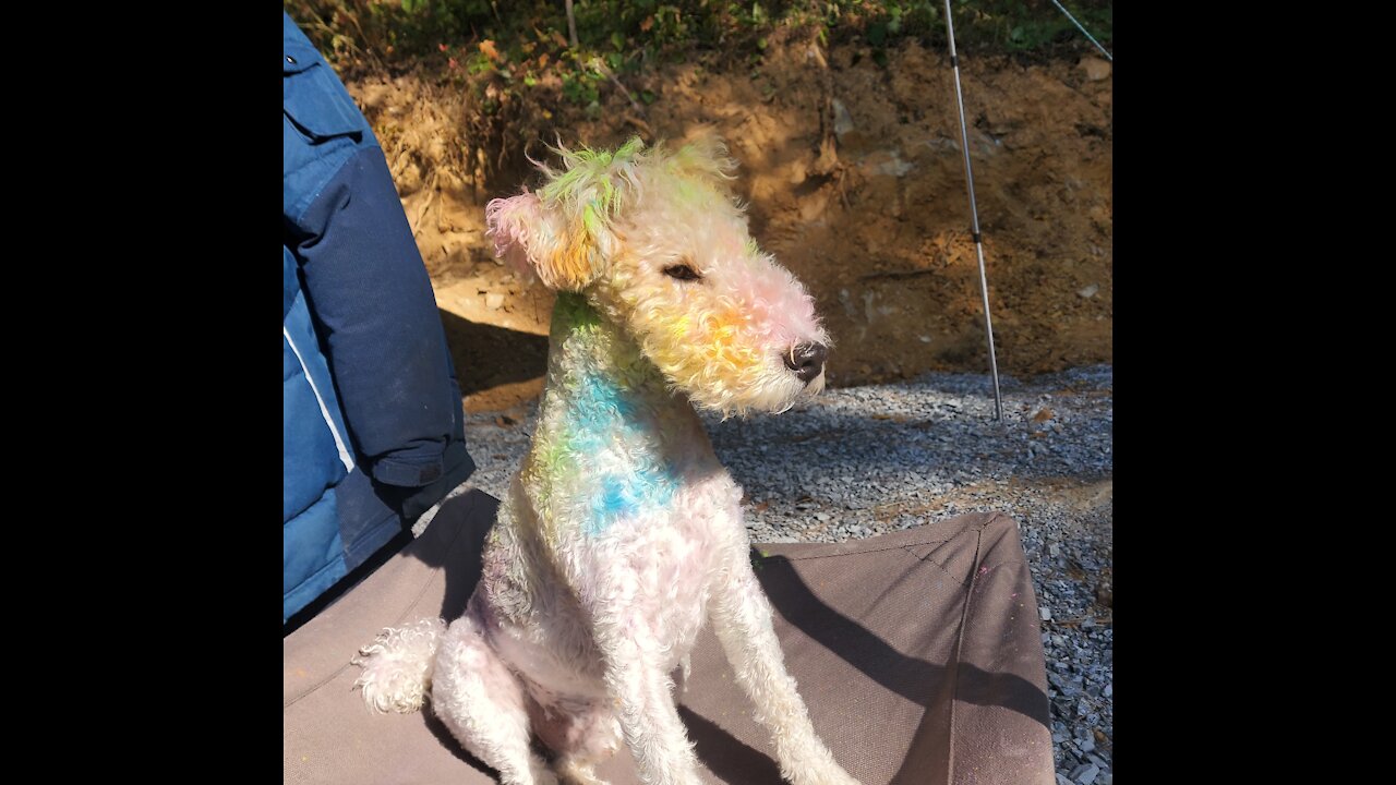 Color dog