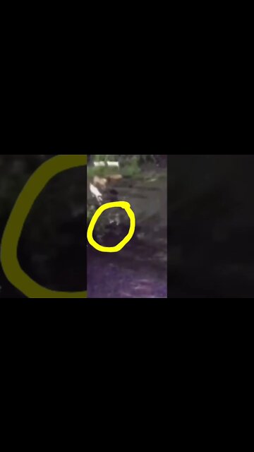 Cat to the Rescue 🛟