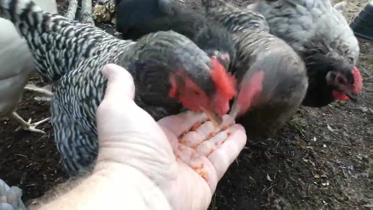 Do chickens dig swine? "Pork chops taste good. Bacon tastes good..."