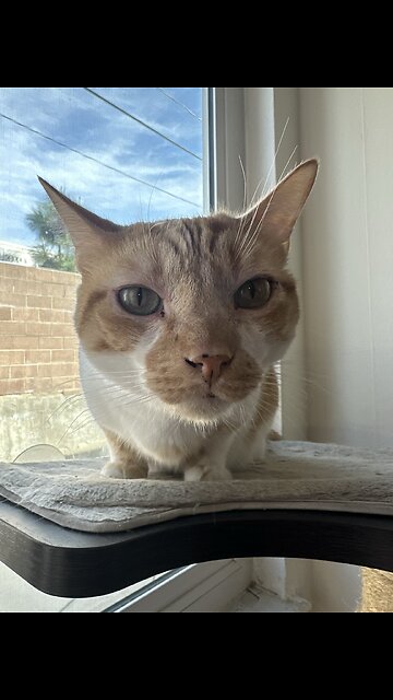 #feta #cheese #salad #homemadecheese #narasmith