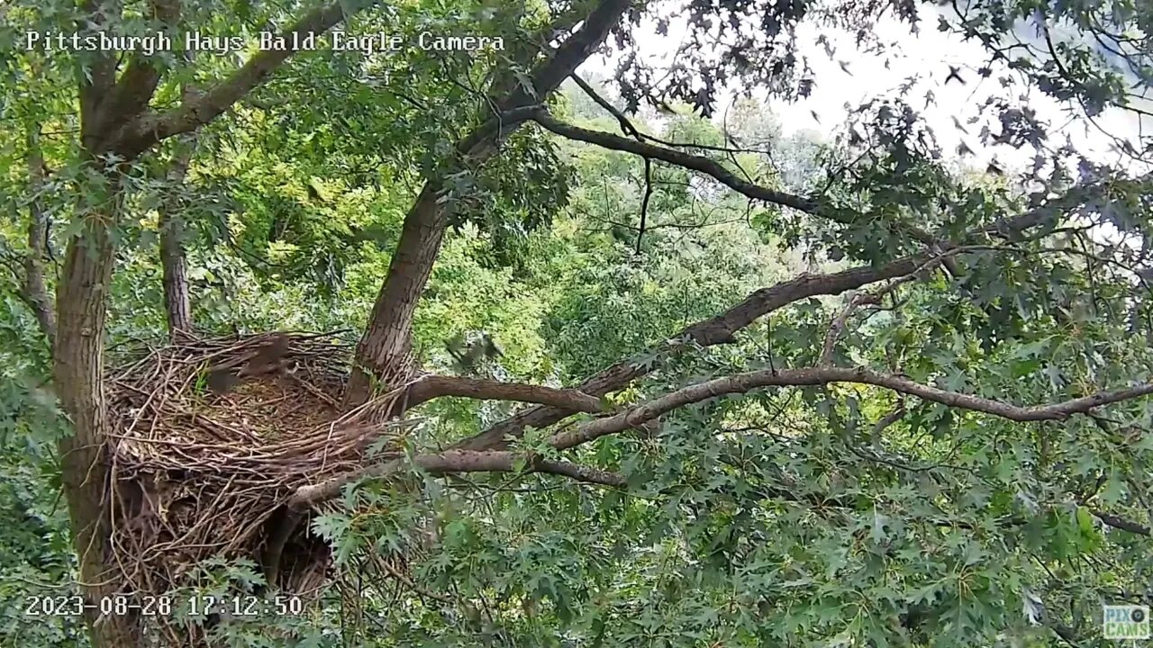 Hays Eagles Flock of European Starlings? migrating past the nest! 08-28-2023 17:12