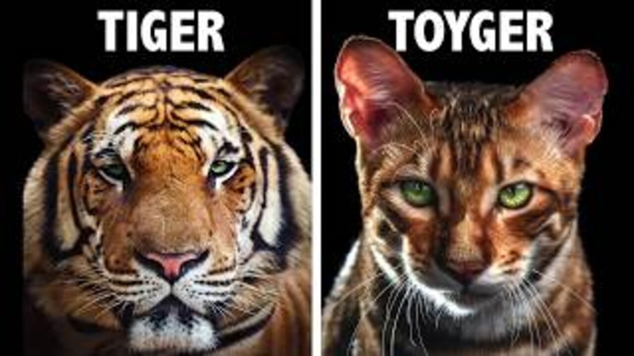 Toyger Cats 101 : Fun Facts & Myths