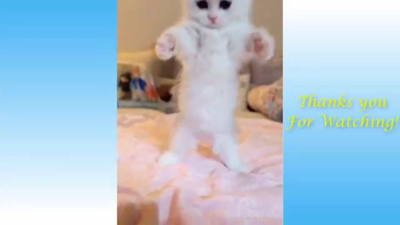 Funny cats