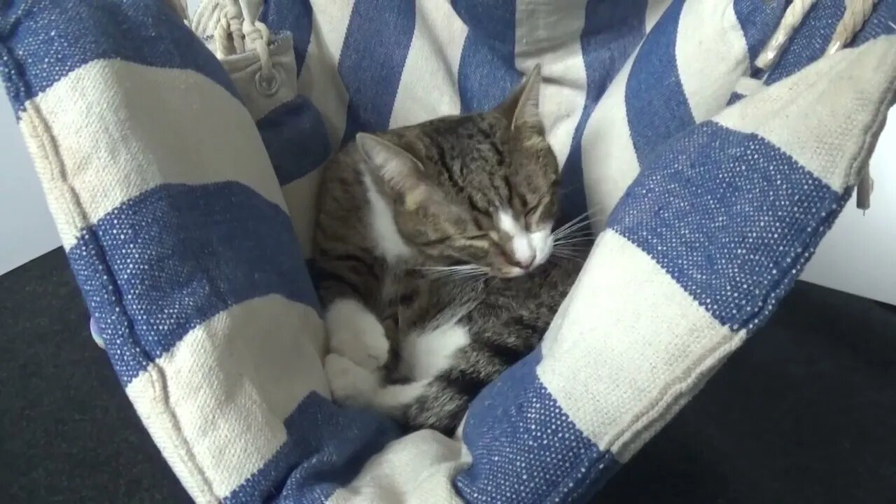 Cat Grooming in a Swing Chair