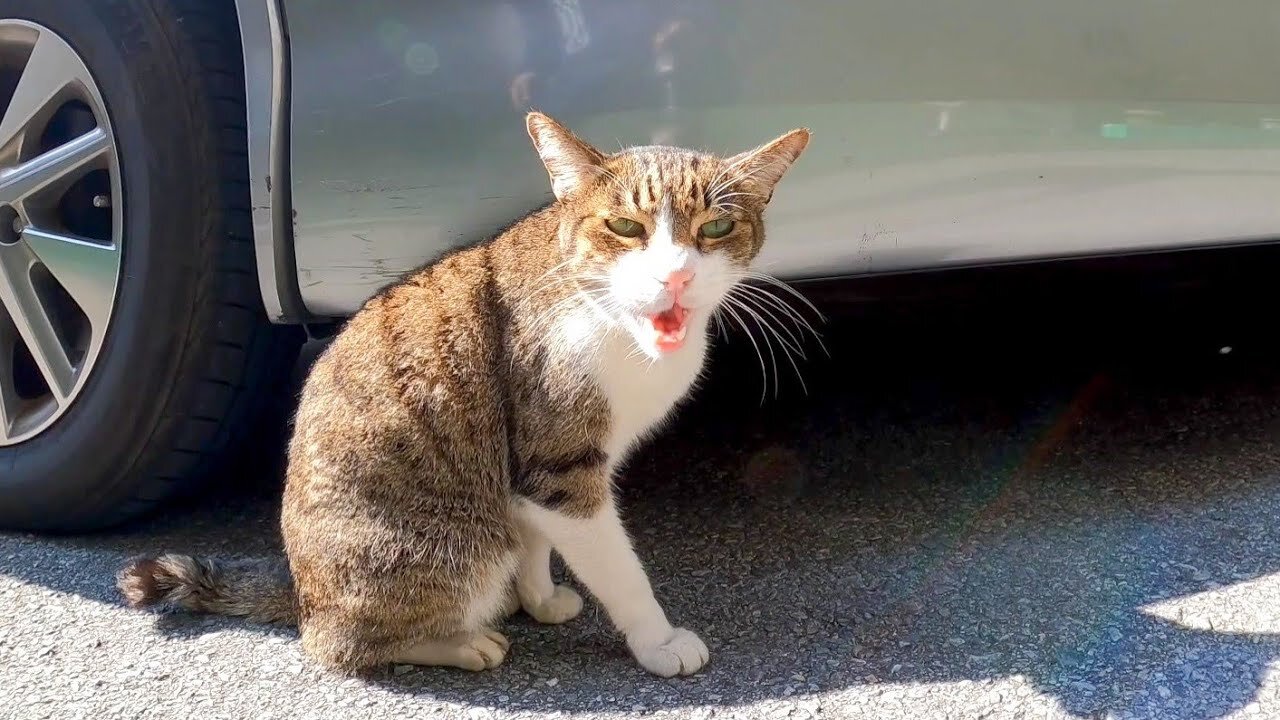 I met a chatty cat on the street