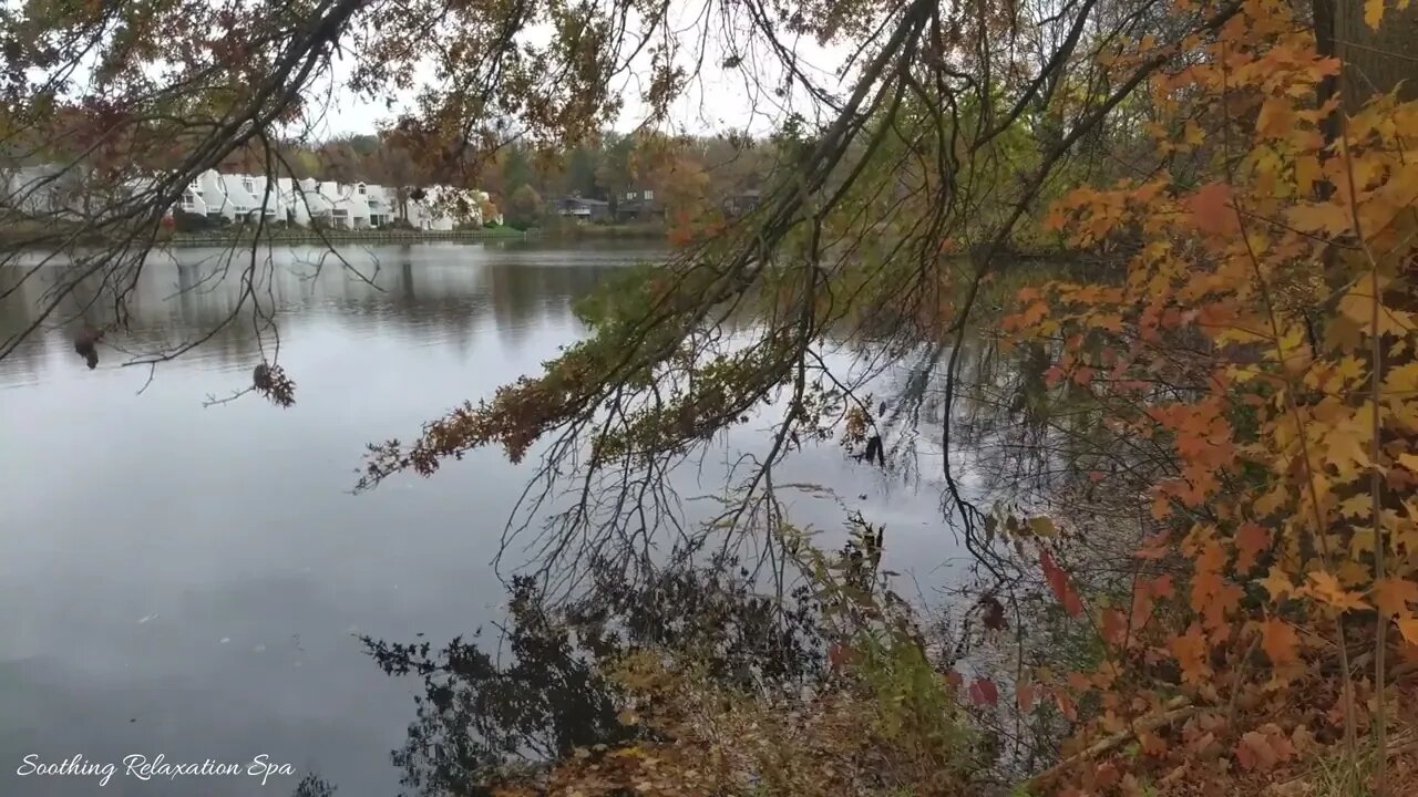 Field Recording - Relaxing Nature Sound - Including Bird Sounds, Vehicle