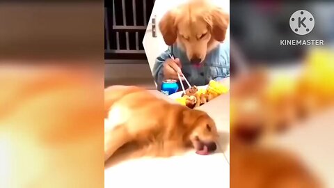 funny moment of dogs and cat #funnyvideo#shorts