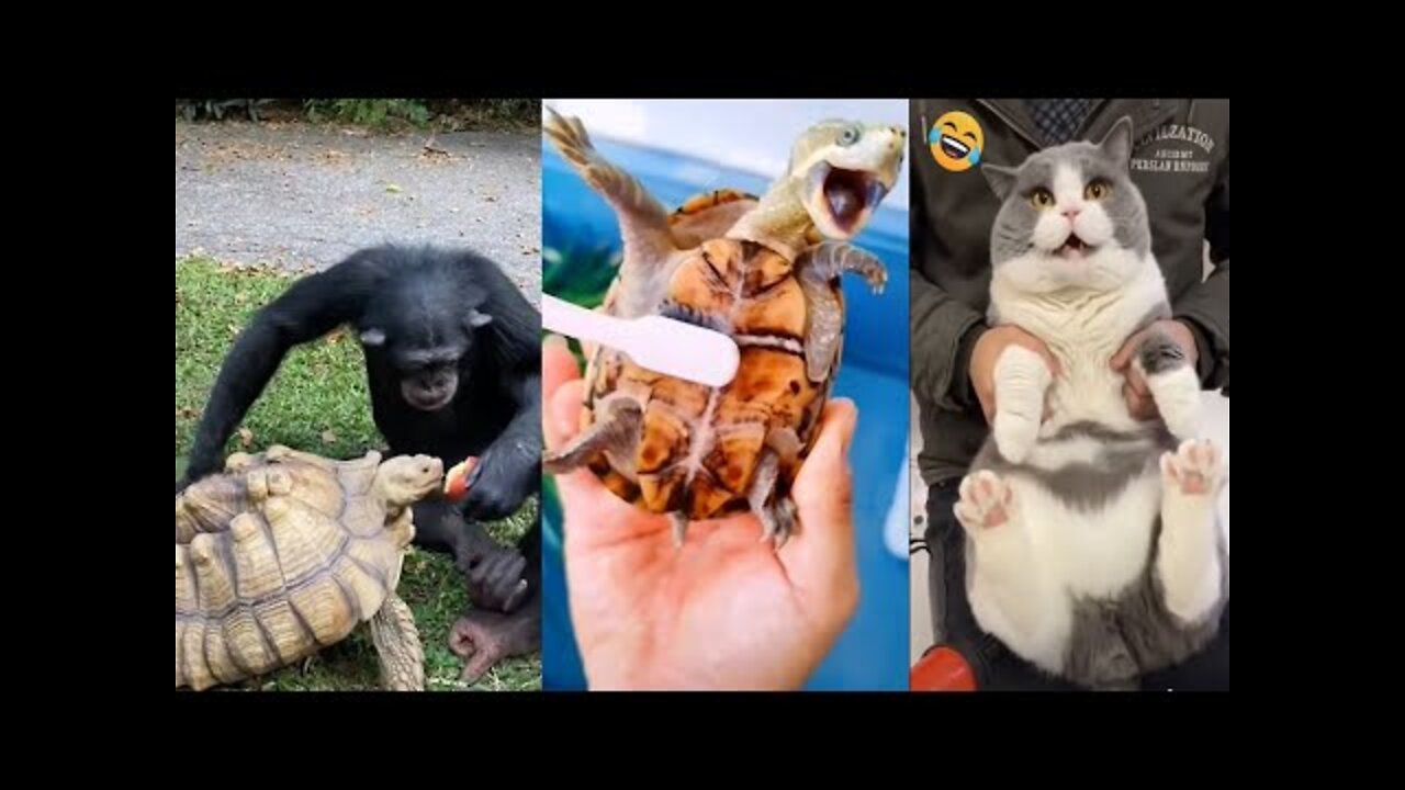 Funny Animal Videos 2022 😂| The best funny pet videos 2022