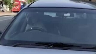 Dog keeps honking horn for owner to return