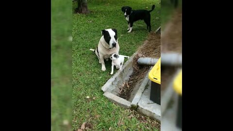 Some Baby Pitty Bull Pics! Baby Hannah and Baby Gideon