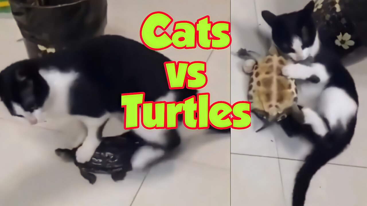 cats vs turtles