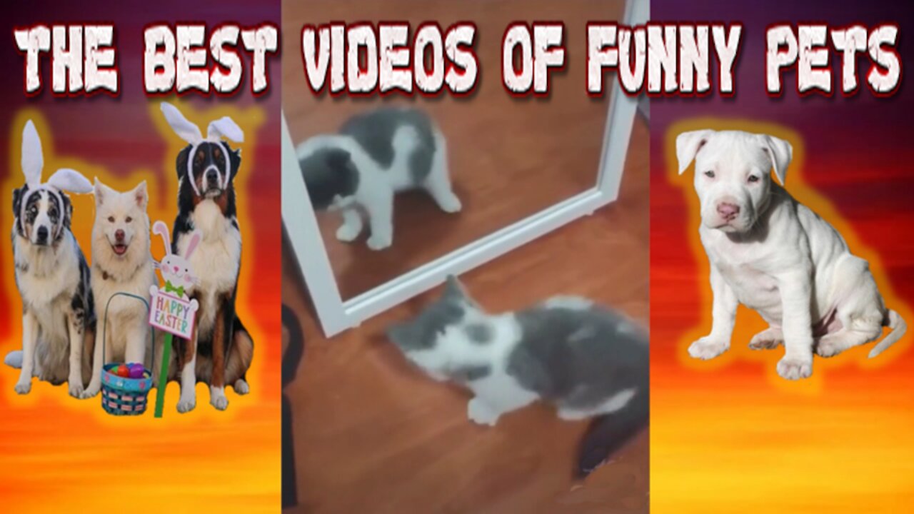 THE BEST VIDEOS OF FUNNY PETS