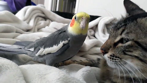 Kit the cockatiel singing and talking to the cat, Henry./