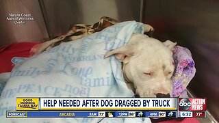 Pitbull wags tail through recovery after being dragged by truck in Hernando County