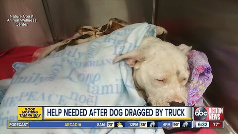 Pitbull wags tail through recovery after being dragged by truck in Hernando County