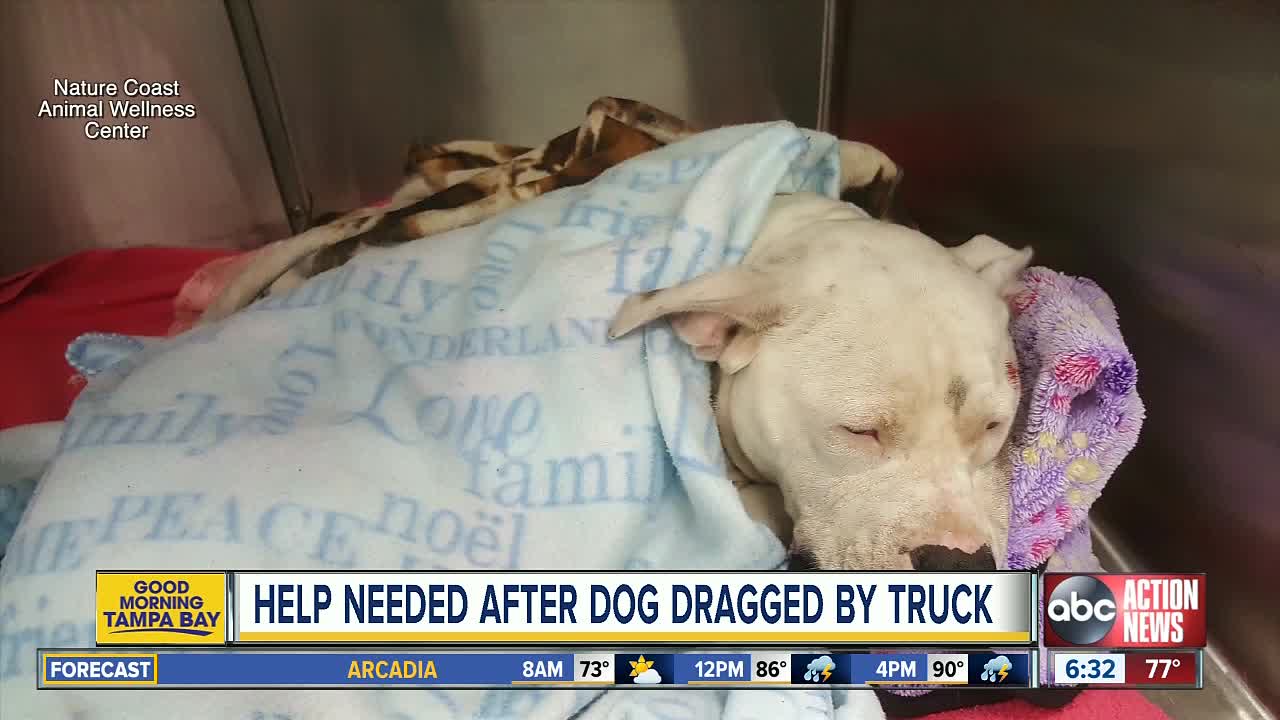 Pitbull wags tail through recovery after being dragged by truck in Hernando County