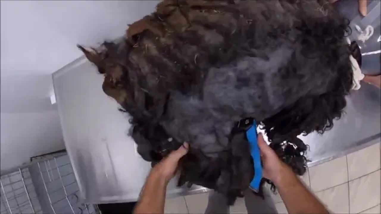 Grooming an extremely matted cat &&&& 8