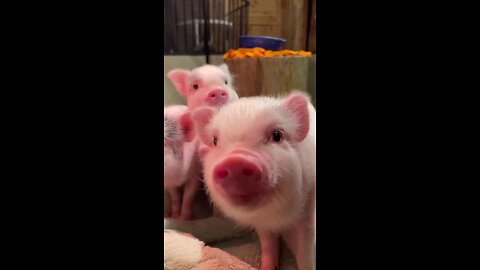 Cutyy 🐷 pigs