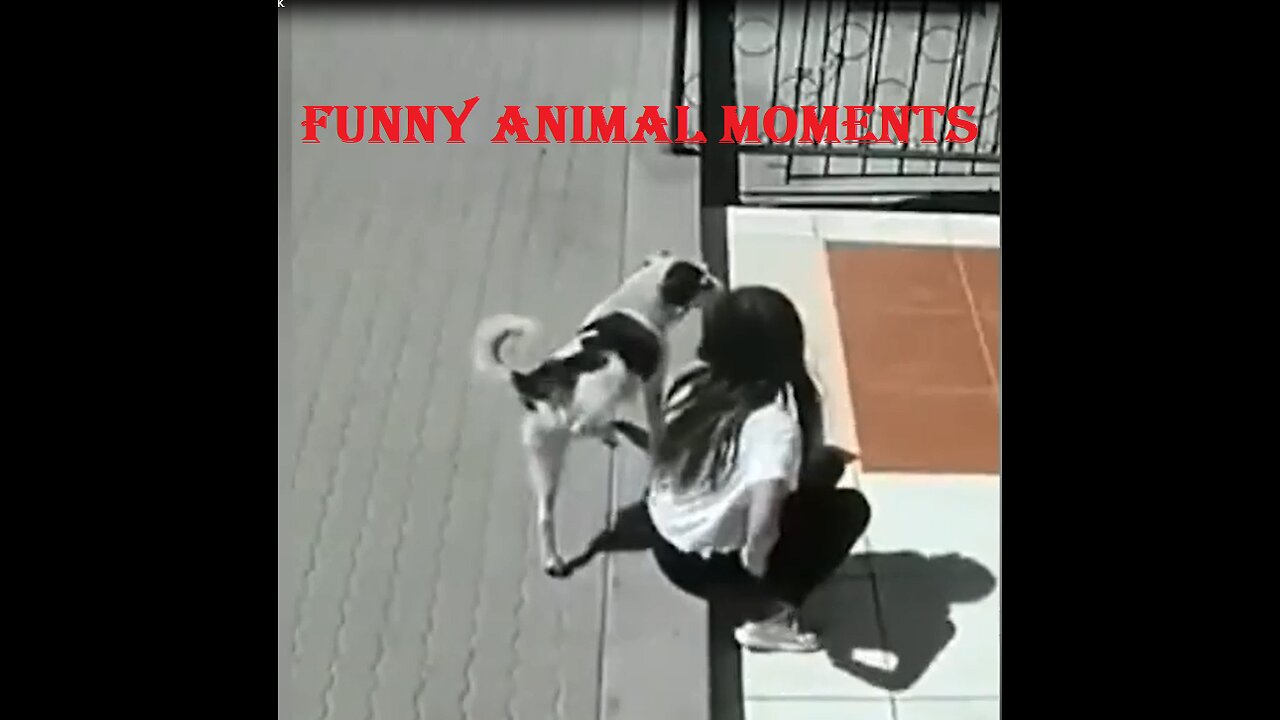 Funniest Animals 2023 😂 New Funny Cats and Dogs Videos 😻🐶 Part 1