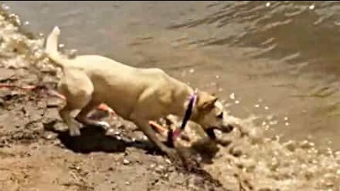 Energetic dog tries to bite waves