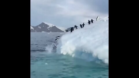 Penguins Enjoying! 🐧#UbertainmentFun #Shorts #ytshorts #youtubeshorts #Animals #Fun #viralvideo2022